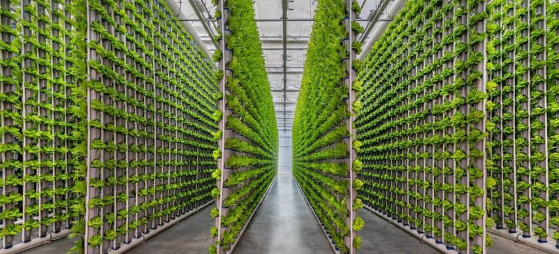 Vertical farm interior with aluminum-framed clear-span grow hall and stacked hydroponic racks